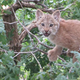 Illustration for article titled ZOMG MORE CANADIAN LYNX KITTENS!!!
